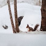 Краснознаменские белки