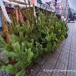 Елочные базары в Краснознаменске