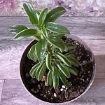 Пеперомия «Файер Спаркс»