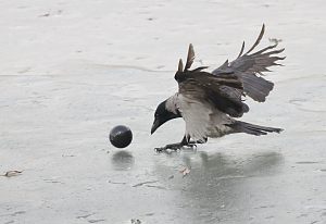 На днях на сайте Парки Краснознаменска