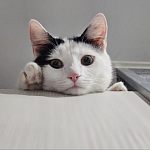???? Кошечка Мишель