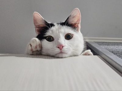 ???? Кошечка Мишель