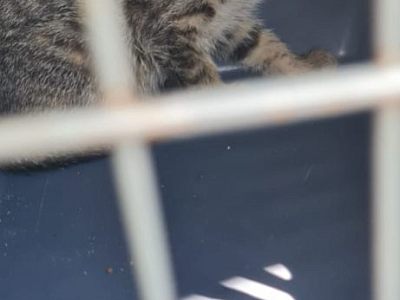   Котик ищет дом