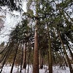 Самые «возрастные» деревья в Городском парке