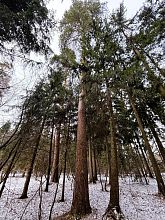 Самые «возрастные» деревья в Городском парке