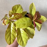 Переския шиповатая (Pereskia aculeata) — Краснознаменск