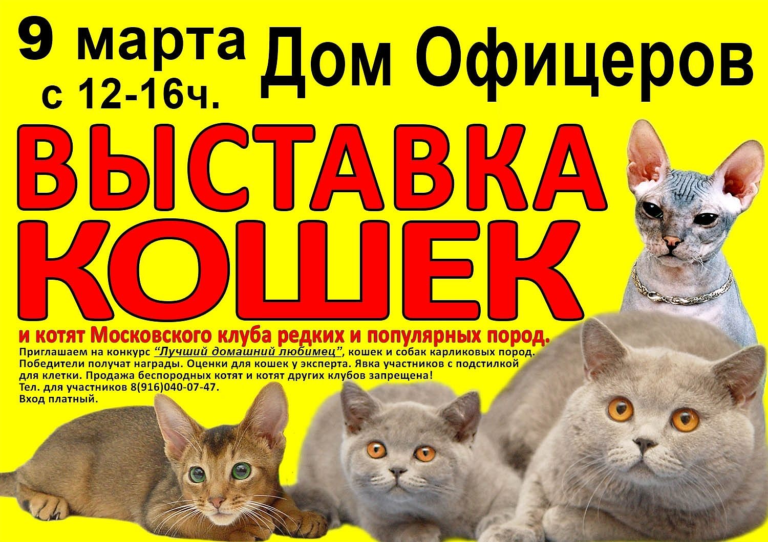 9 марта 2014 года Дом офицеров приглашает на выставку кошек