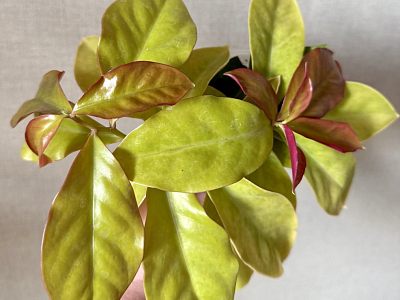 Переския шиповатая (Pereskia aculeata)