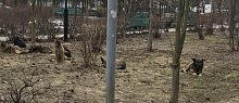 Агрессивная стая бродячих собак