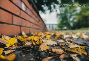 Листва, осень 