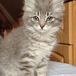 Кошечки