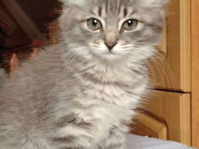 Кошечки