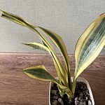 Сансевиерия «Эльдорадо» (Sansevieria El Dorado)  — Краснознаменск