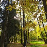 Лес, точно терем расписной — Краснознаменск