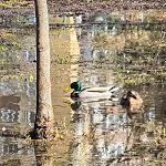 Весенняя утиная прогулка во дворе по адресу ул. Парковая 1