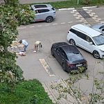 У Маринки сбили девочку.