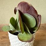 Каланхоэ тирсифлора (Kalanchoe thyrsiflora)