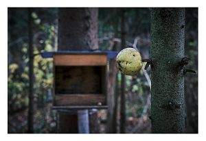 Мистические лесные жертвоприношения День | Осень