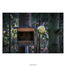 Мистические лесные жертвоприношения День | Осень