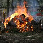 В городском парке Краснознаменска проводятся работы по спилу деревьев