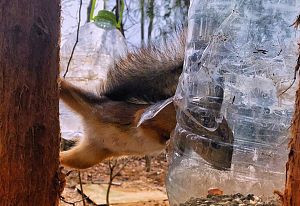 Голод - не тетка