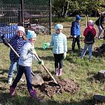 Зелень в городе исчезает, а полноценной замены нет