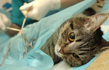 Стерилизация кошки