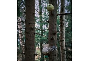 Мистические лесные жертвоприношения 2День | Осен