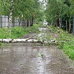 Пострадала Березовая аллея и беличий парк
