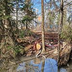 Отходы из биотуалетов сливаются в лес за стройкой образовательного центра