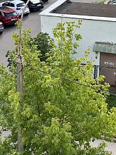 Краснознаменский «Добродел»