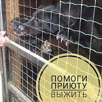 Приют для собак просит о помощи