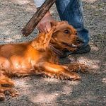 Жестоких владельцев лишат животных: одобрена концепция закона