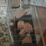 Клетка для грызунов