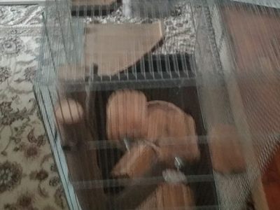 Клетка для грызунов