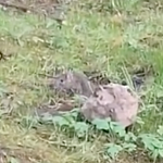 Кто должен нести ответственность и контролировать наличие живности возле домов?