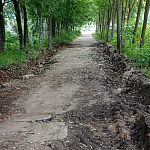 Когда уже в городе прекратится варварское уничтожение растительности?