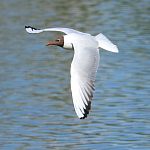 Кого вам уже довелось увидеть на улицах?