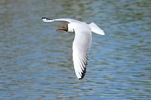 Кого вам уже довелось увидеть на улицах?