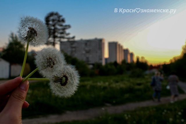 Одуванчики