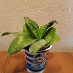  Кактусы и суккуленты