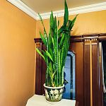 Продаются цветочные, керамические горшки,цветы. — Краснознаменск