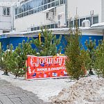У Городского рынка открылся ёлочный базар!