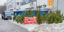 У Городского рынка открылся ёлочный базар!