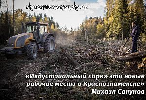 Михаил Васильевич Сапунов осматривает вырубку леса
