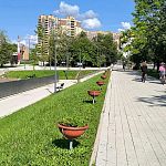 Проведена омолаживающая обрезка цветущих растений в городских кашпо