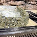 Террариум для рептилий — Краснознаменск