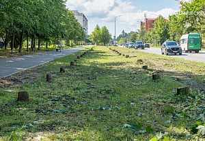 Вырубка деревьев на ул. Победы 