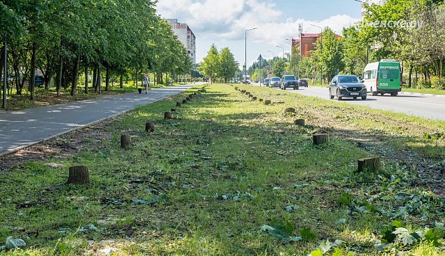 Вырубка деревьев на ул. Победы 