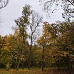 Прозрачен мир литого октября — Краснознаменск